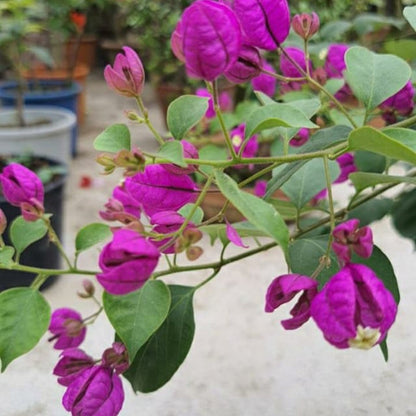 Purple Tanglong Bougainvillea flower plant