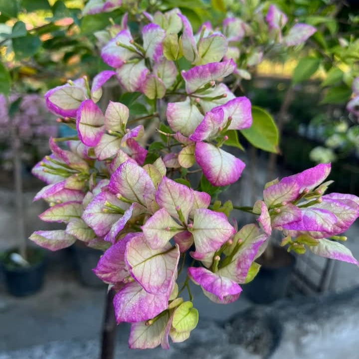 Geisha Bougainvillea flower plant
