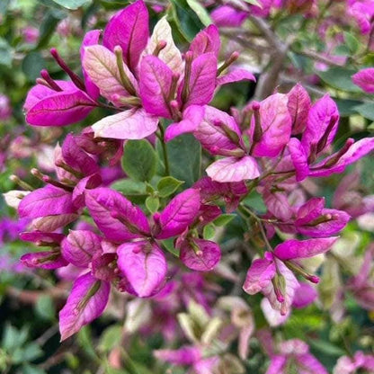 Geisha Bougainvillea flower plant