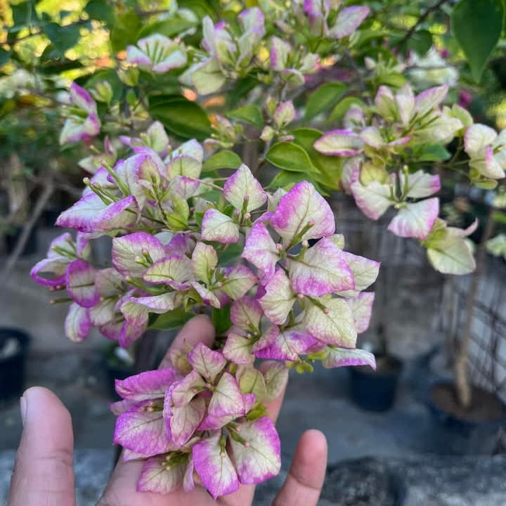 Geisha Bougainvillea flower plant