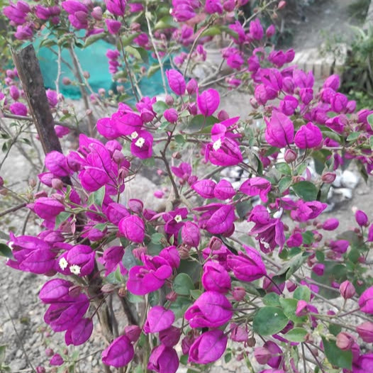 Purple Tanglong Bougainvillea flower plant