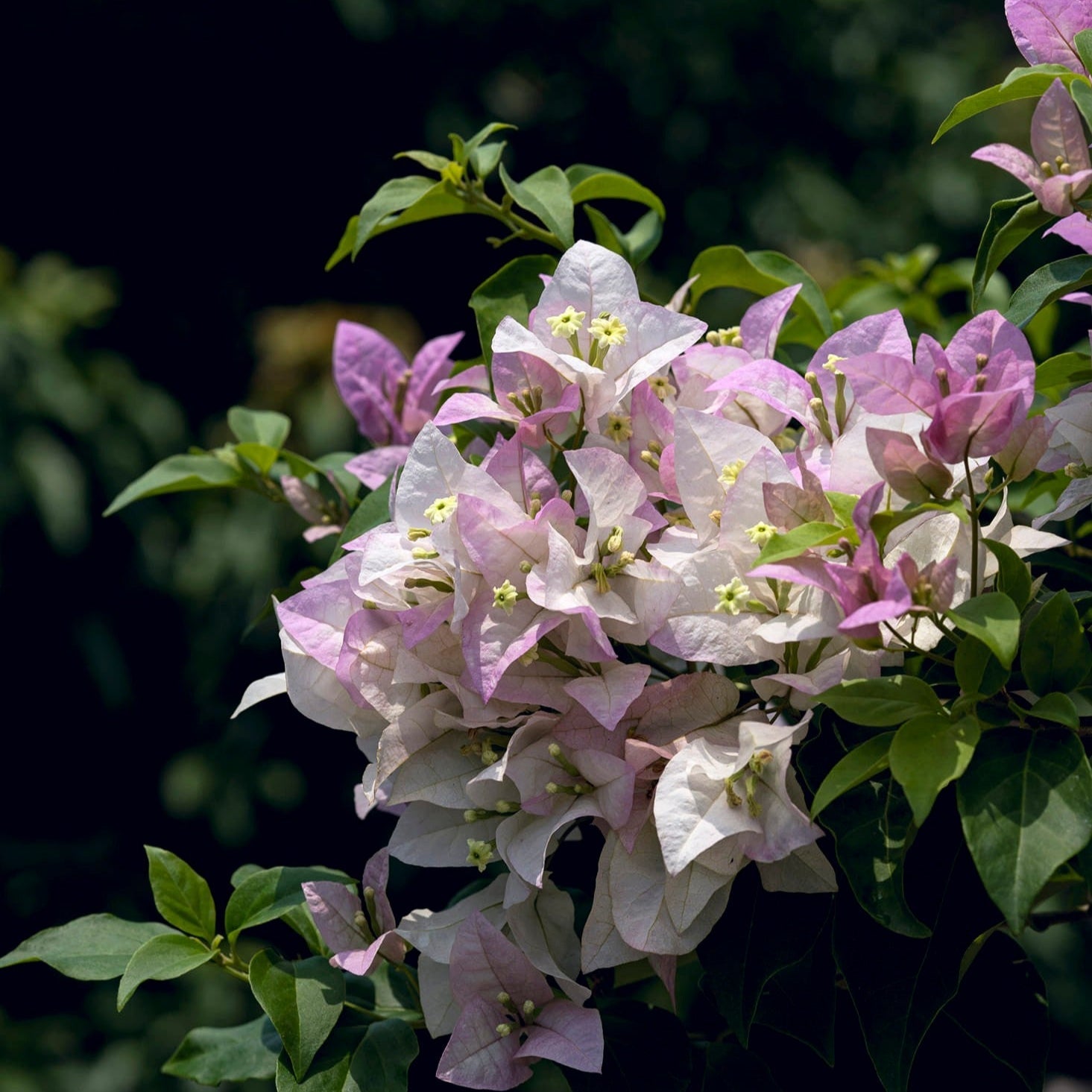 Begum Sikander Bougainvillea flower plant