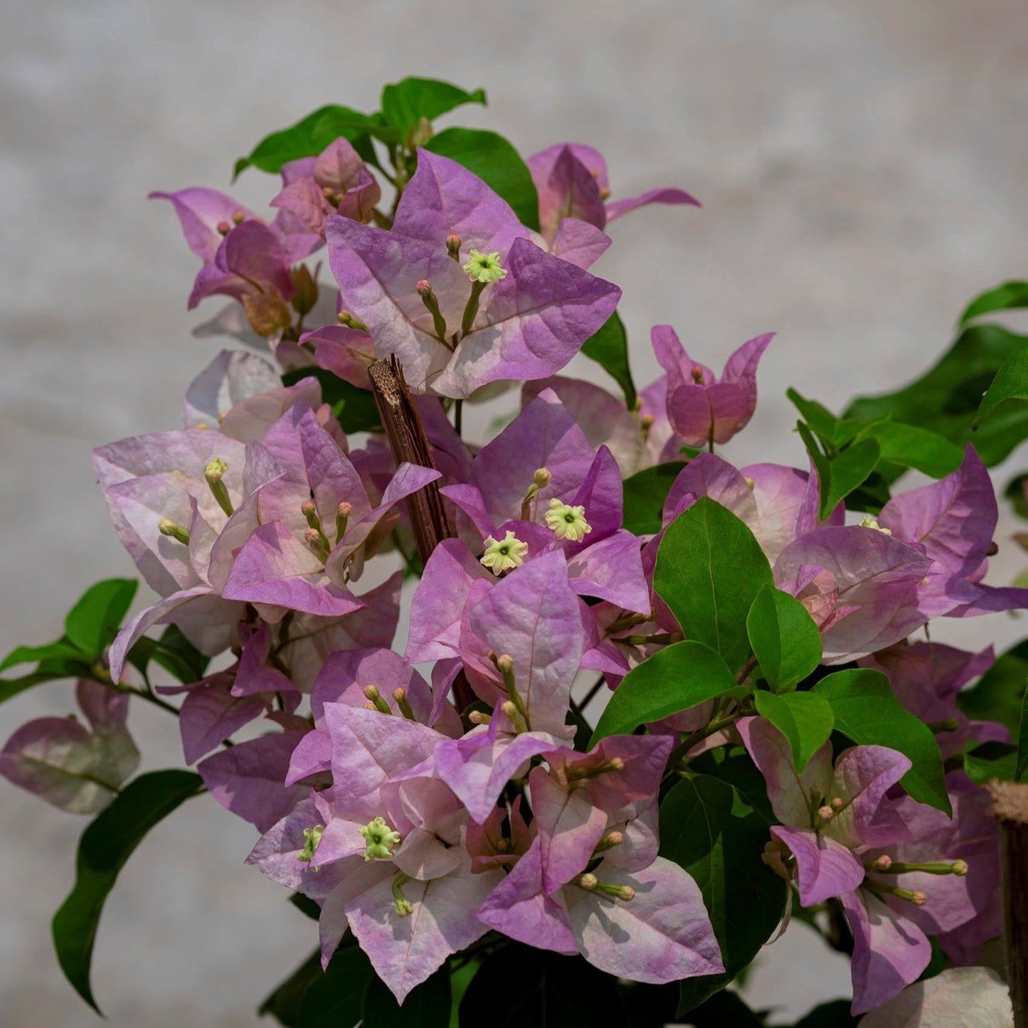 Begum Sikander Bougainvillea flower plant
