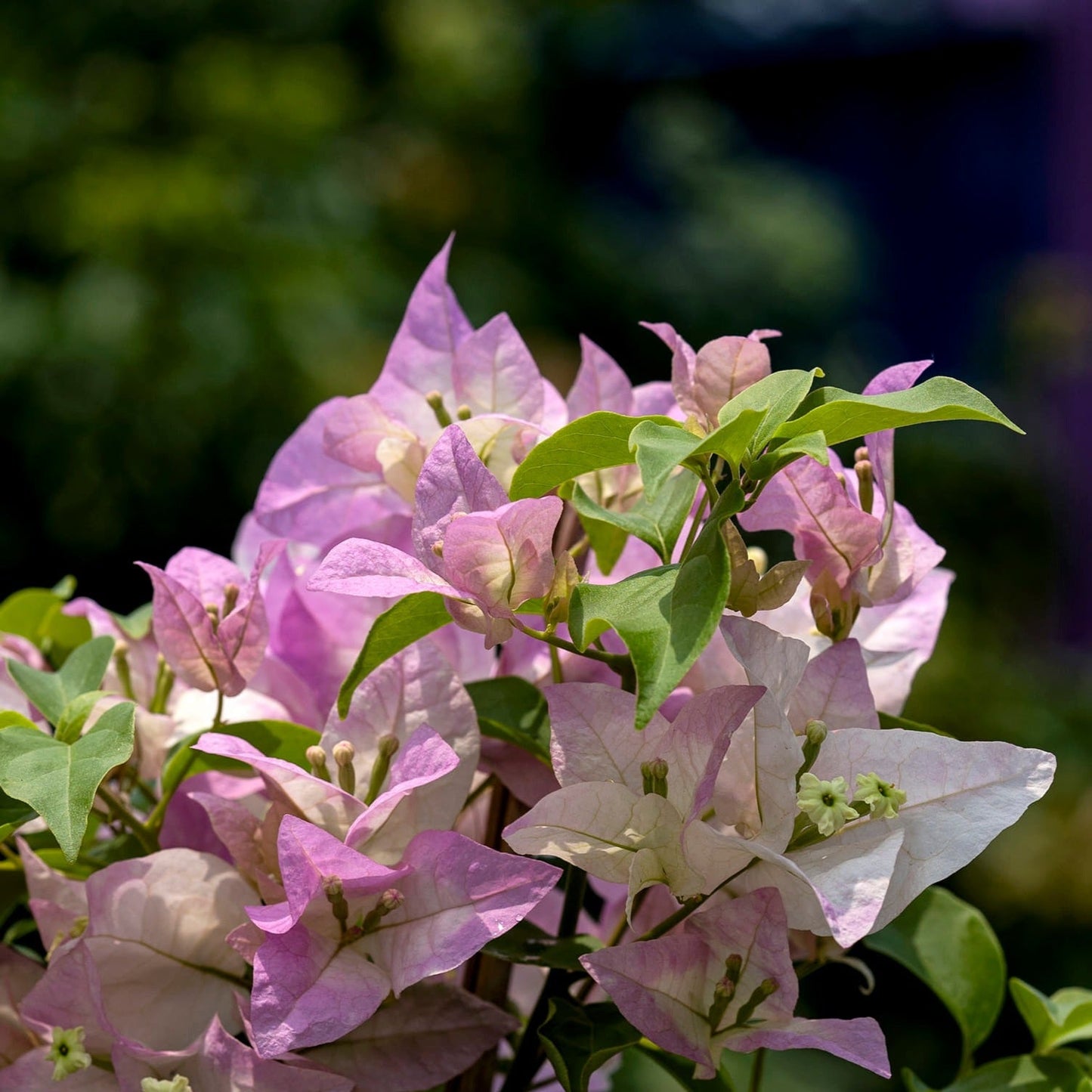 Begum Sikander Bougainvillea flower plant