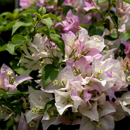 Begum Sikander Bougainvillea flower plant