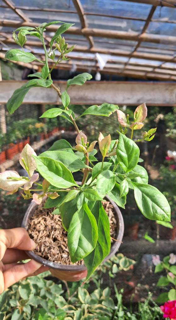 Geisha Bougainvillea flower plant