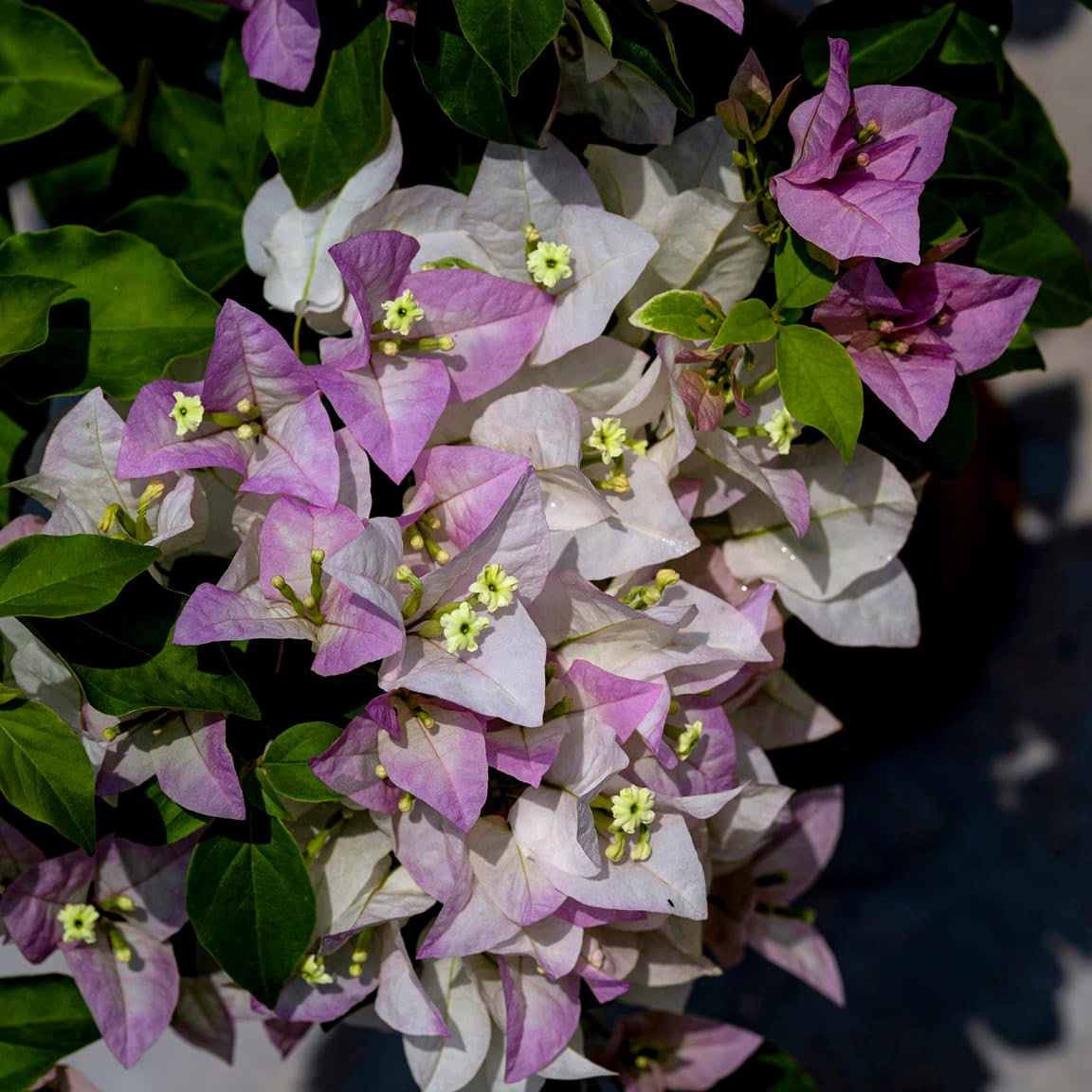 Begum Sikander Bougainvillea flower plant
