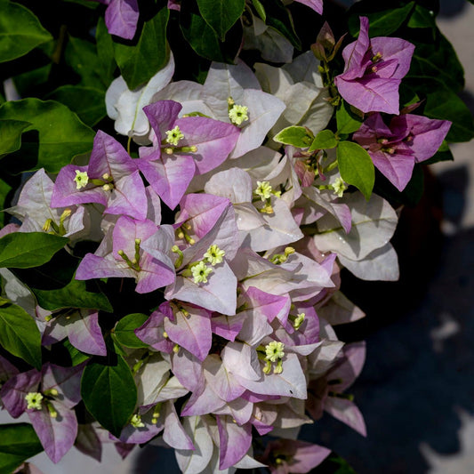 Begum Sikander Bougainvillea flower plant