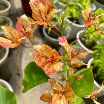 Arjuna Bougainvillea flower plant