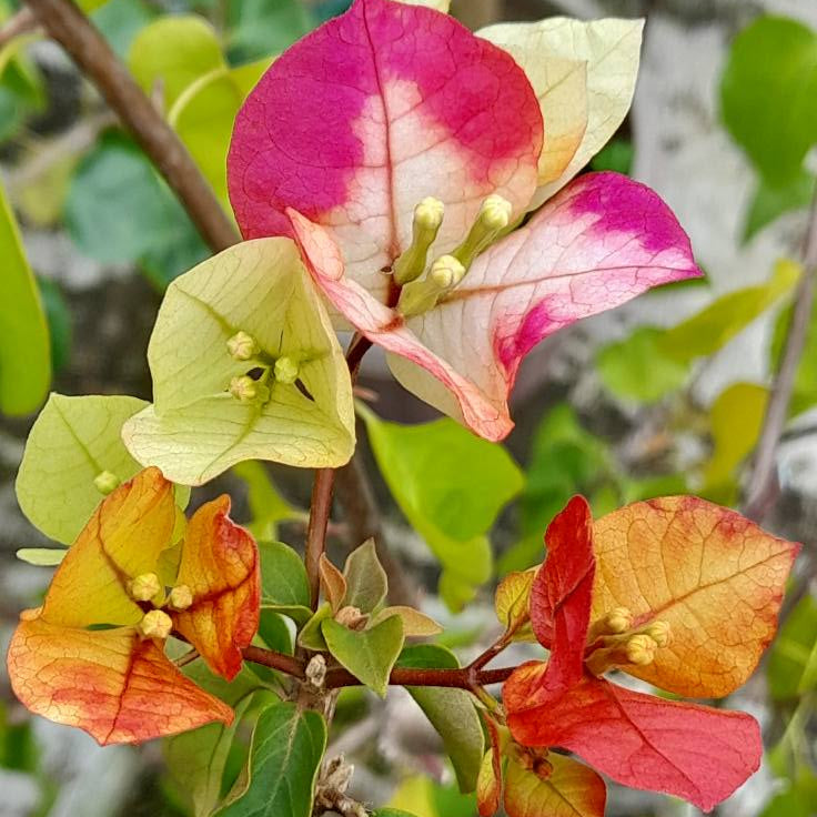7 Star Bougainvillea flower plant