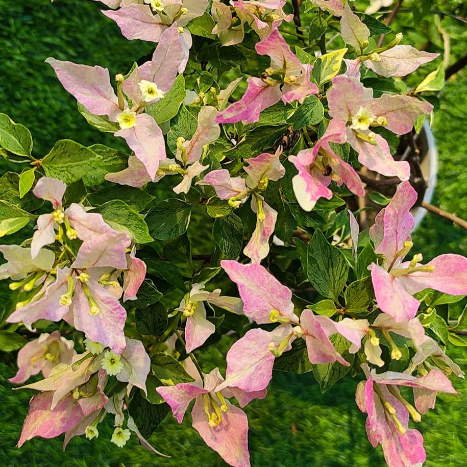 Buterfly Splash Bougainvillea Flower plant