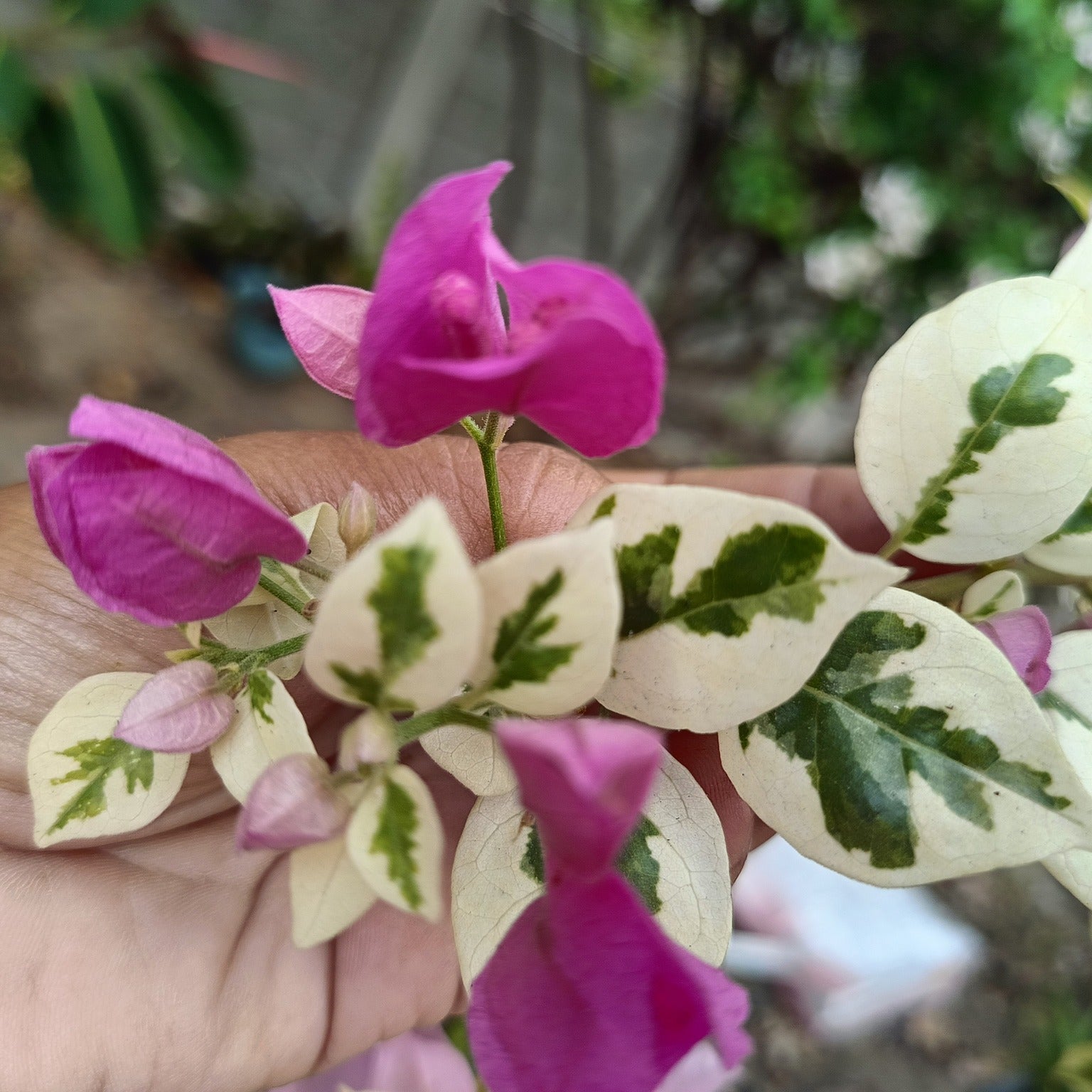SSB Purple Bougainvillea flower plant