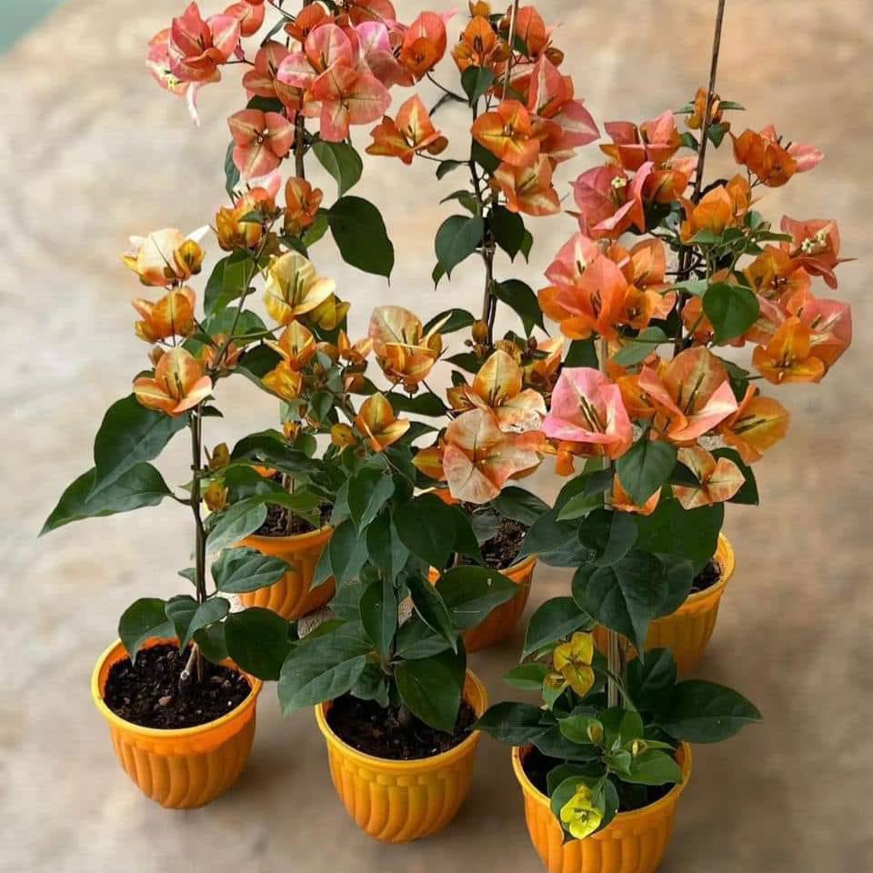 Golden Sunshine Bougainvillea flower plant