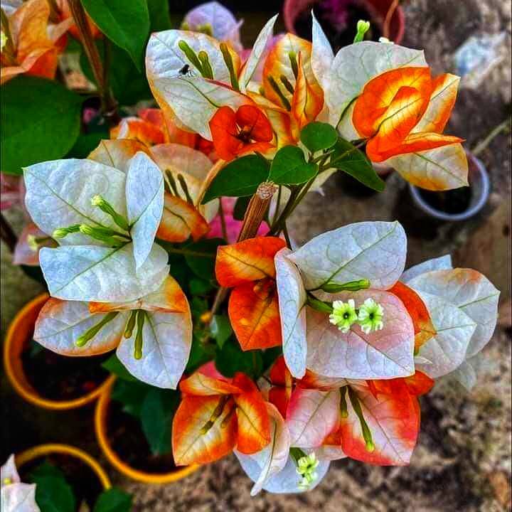 Golden Sunshine Bougainvillea flower plant