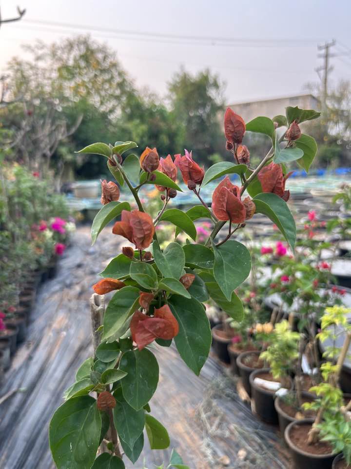 Chocolate Brown Bougainvillea flower plant
