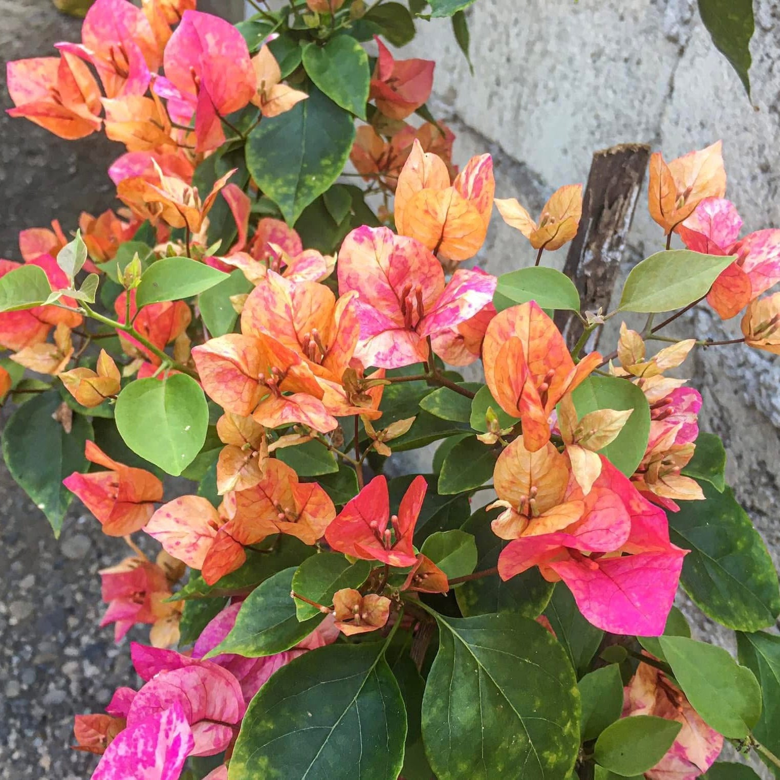Arjuna Bougainvillea flower plant