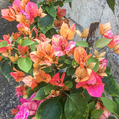 Arjuna Bougainvillea flower plant