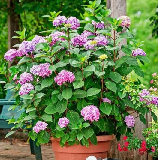 Hydrengea Flowers Plant For Home Garden - Naturemart.online