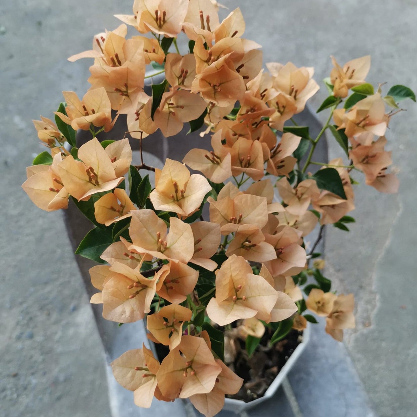 Monalisa Peach Bougainvillea flower plant