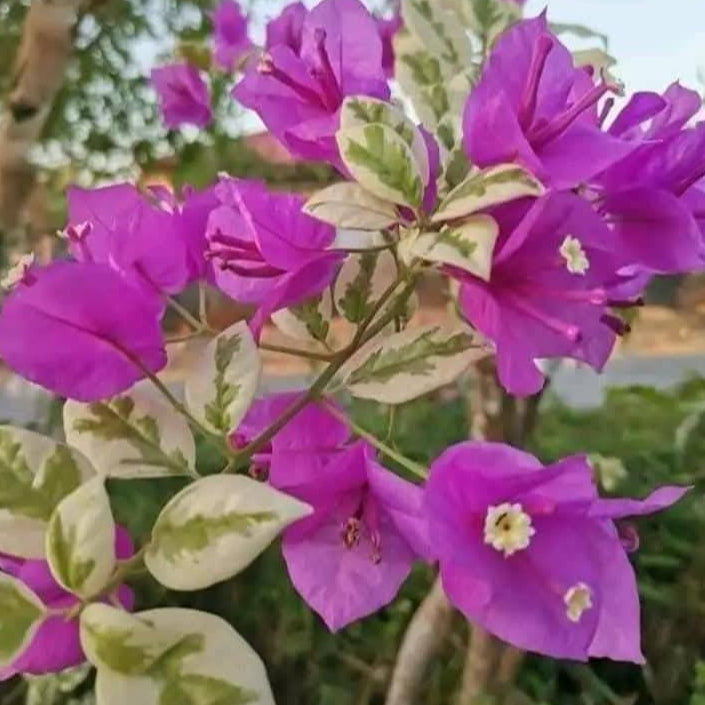 SSB Purple Bougainvillea flower plant