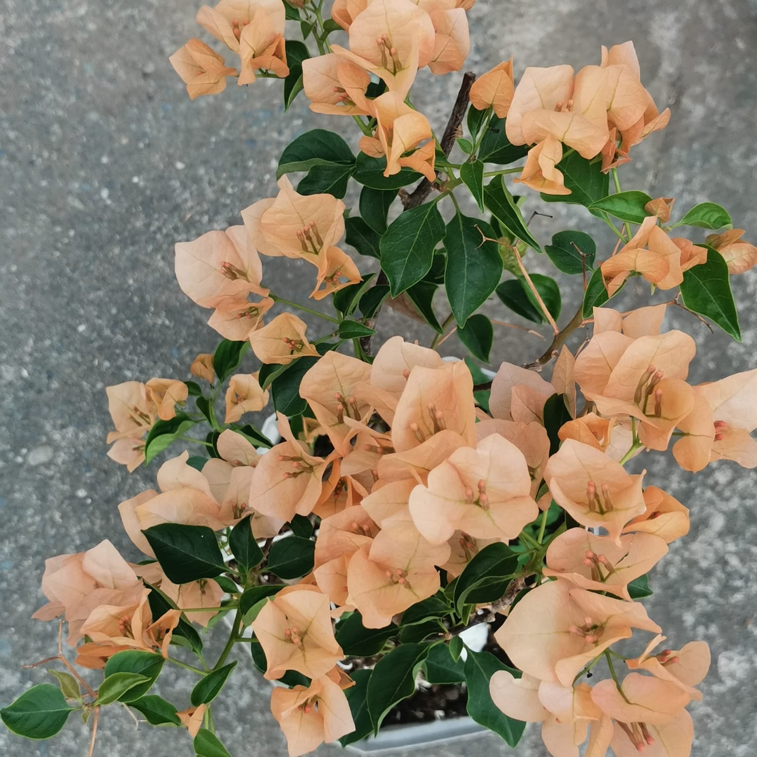Monalisa Peach Bougainvillea flower plant