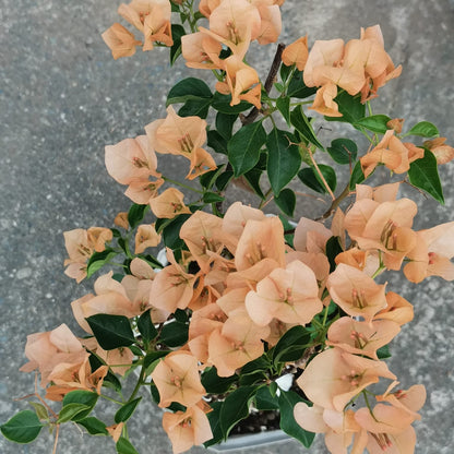 Monalisa Peach Bougainvillea flower plant