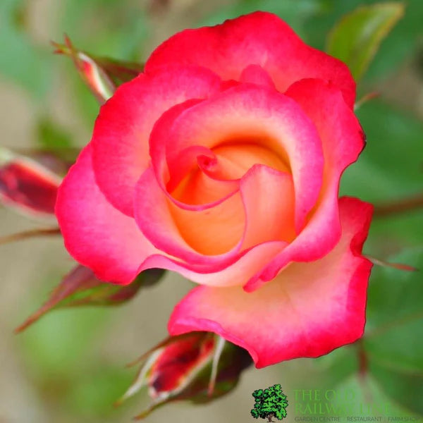 Hybrid Grafted Alinka Rose Plant - Naturemart.online