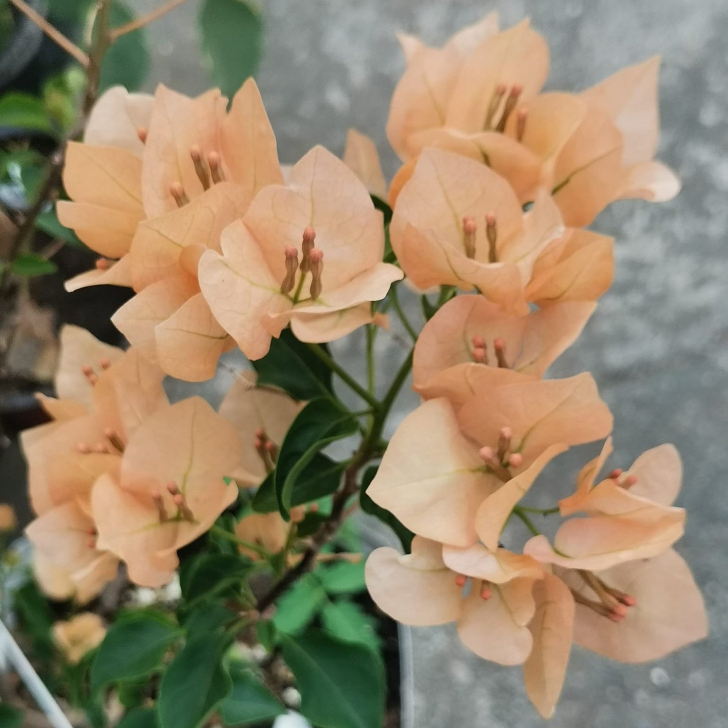 Monalisa Peach Bougainvillea flower plant