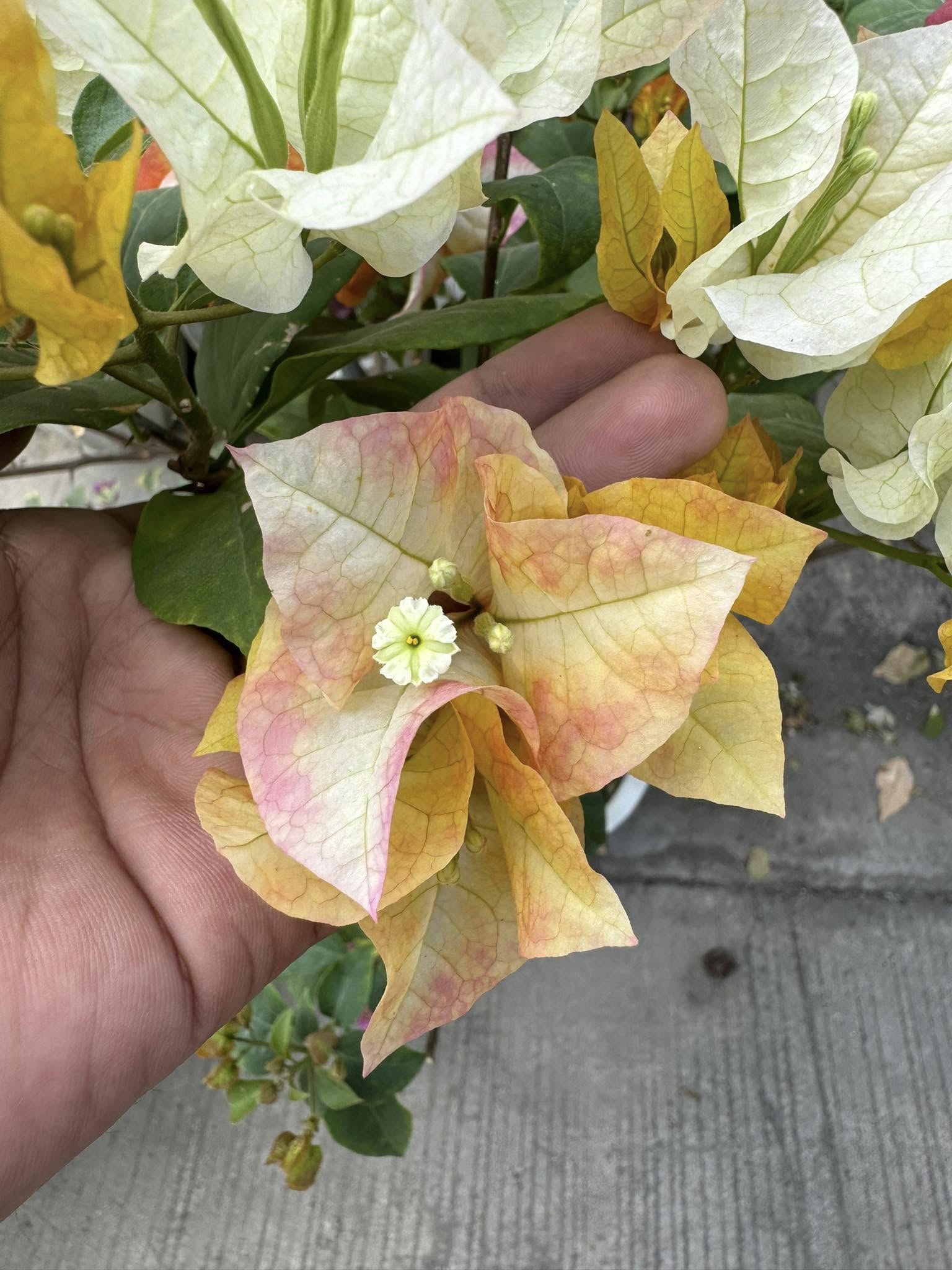 Chitra Gold Bougainvillea flower plant