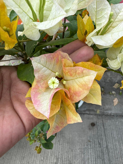 Chitra Gold Bougainvillea flower plant