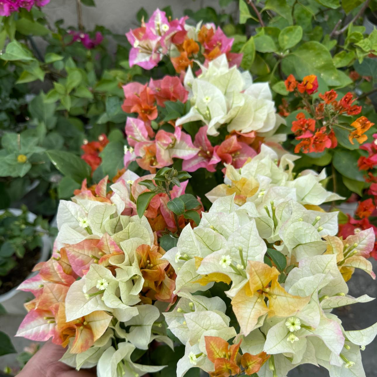 Chitra Gold Bougainvillea flower plant