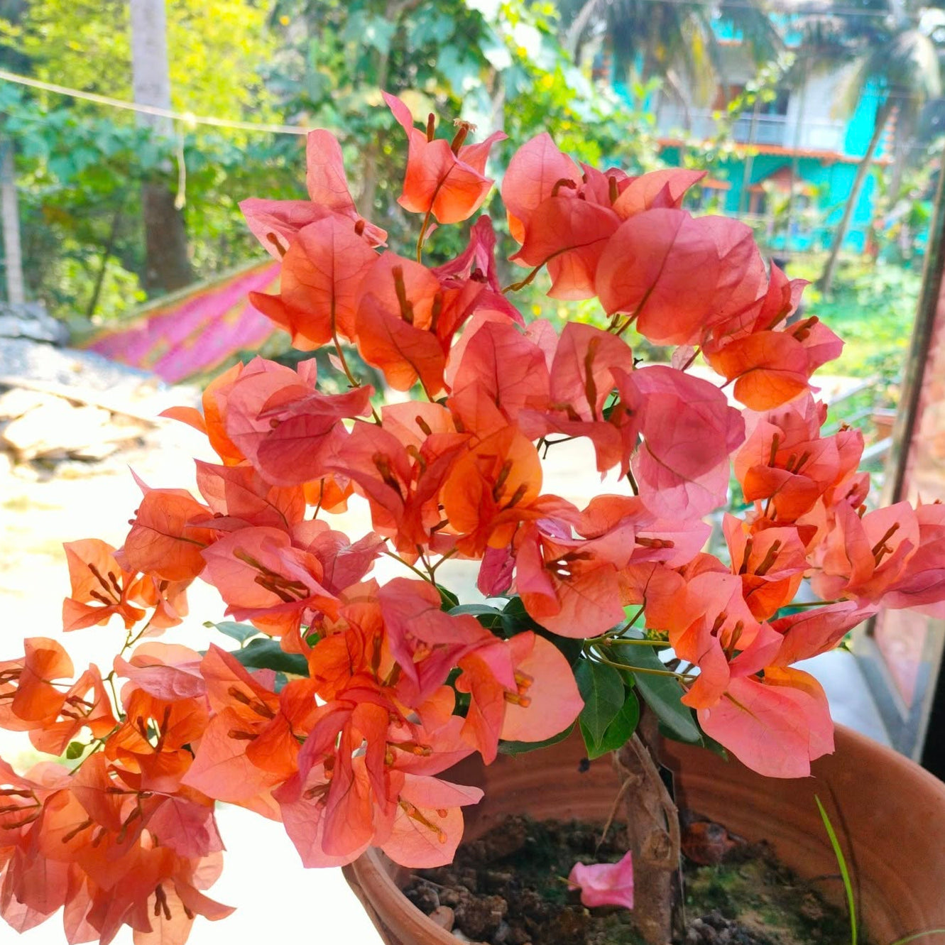 King Orange Bougainvillea flower plant