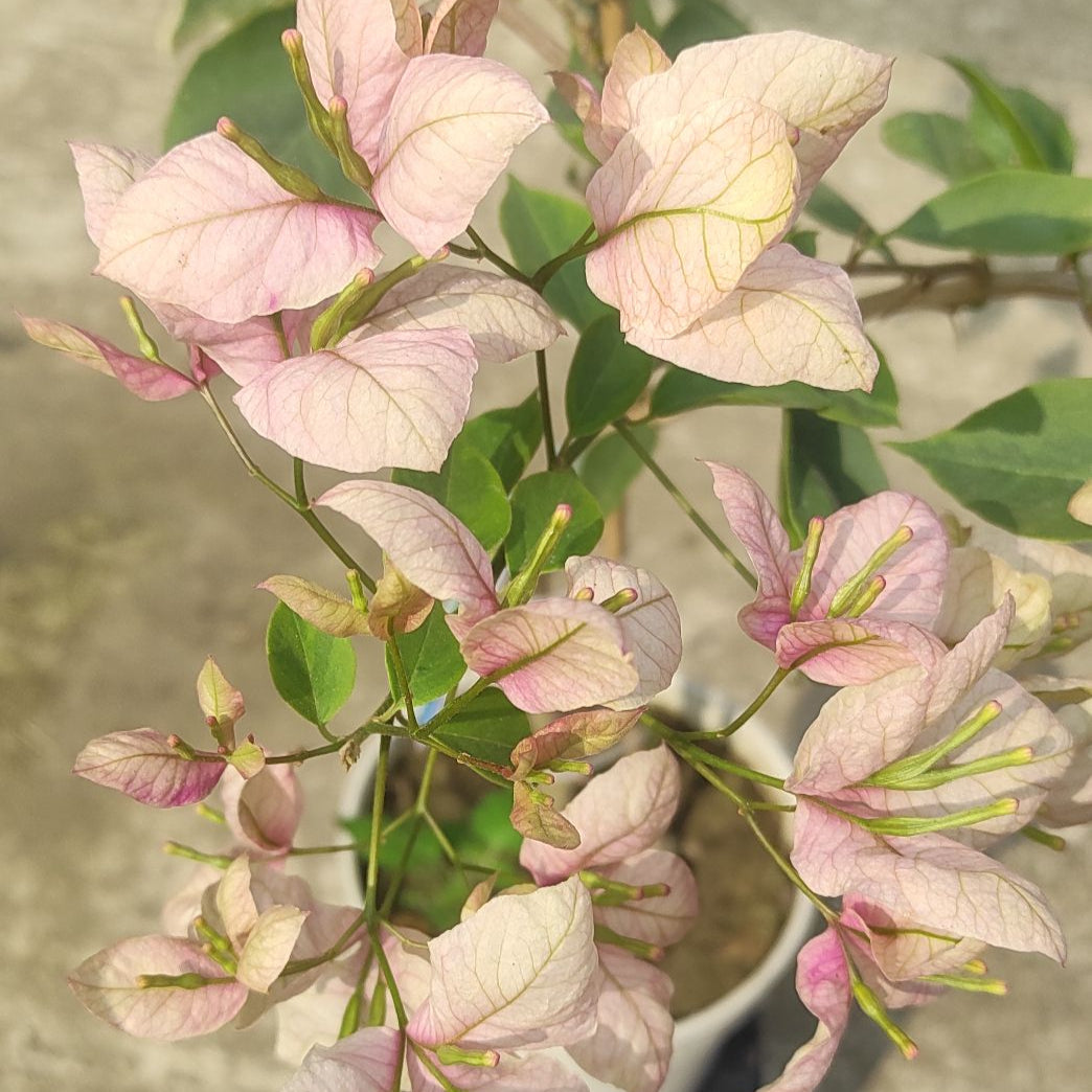 Geisha Bougainvillea flower plant