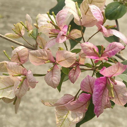 Geisha Bougainvillea flower plant