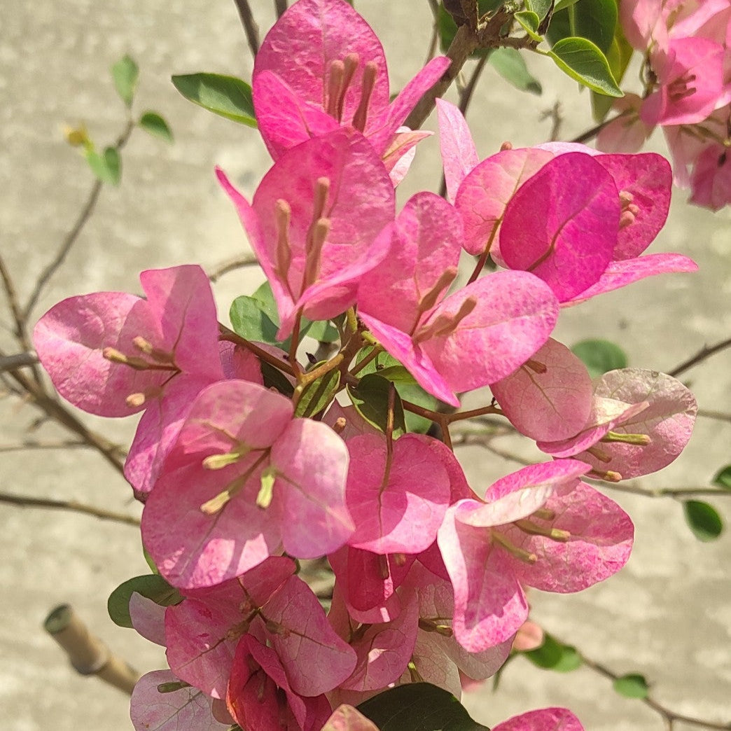 Lady Bird Bougainvillea flower plant