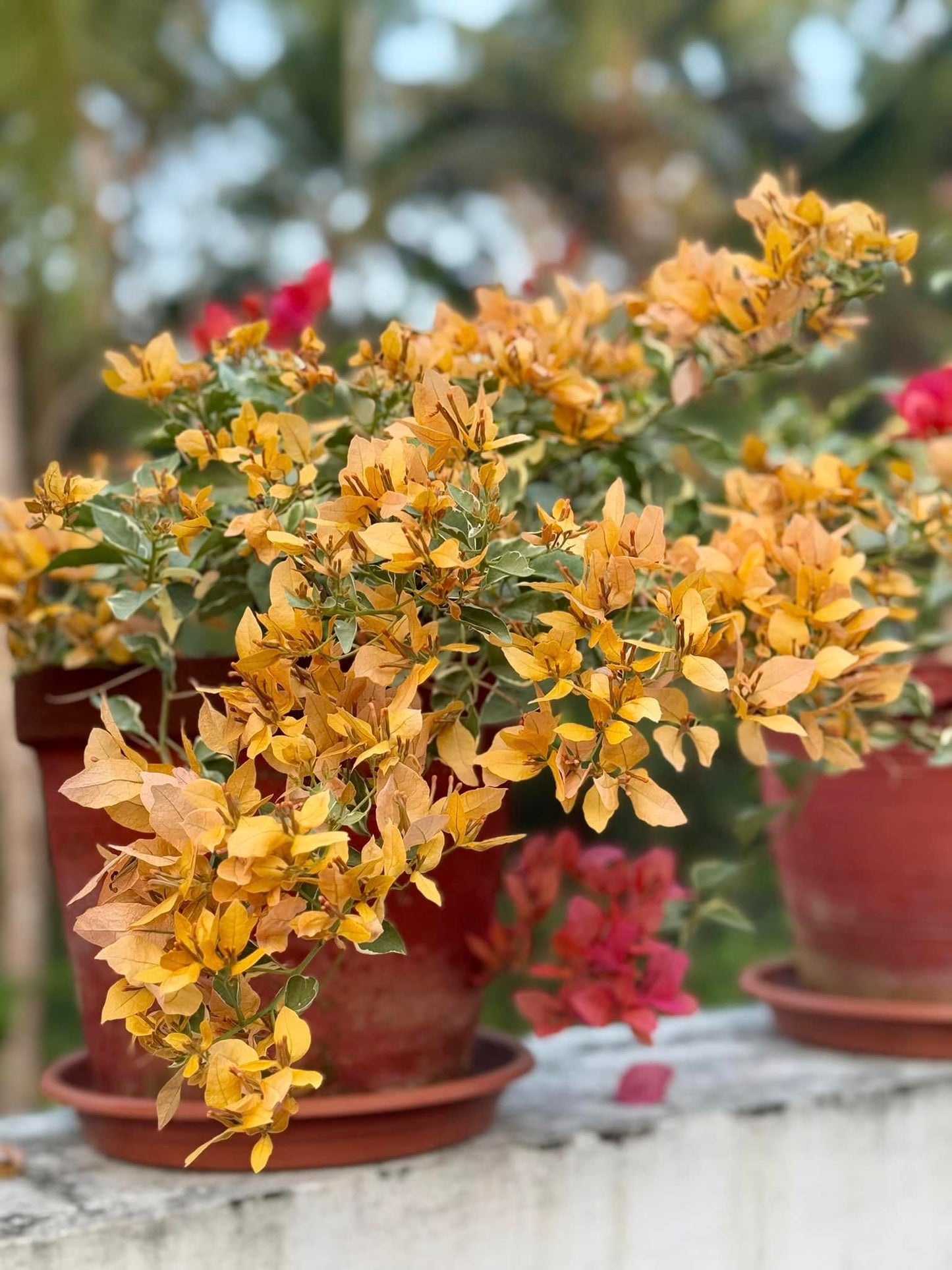 Buterfly Yellow Bougainvillea flower plant