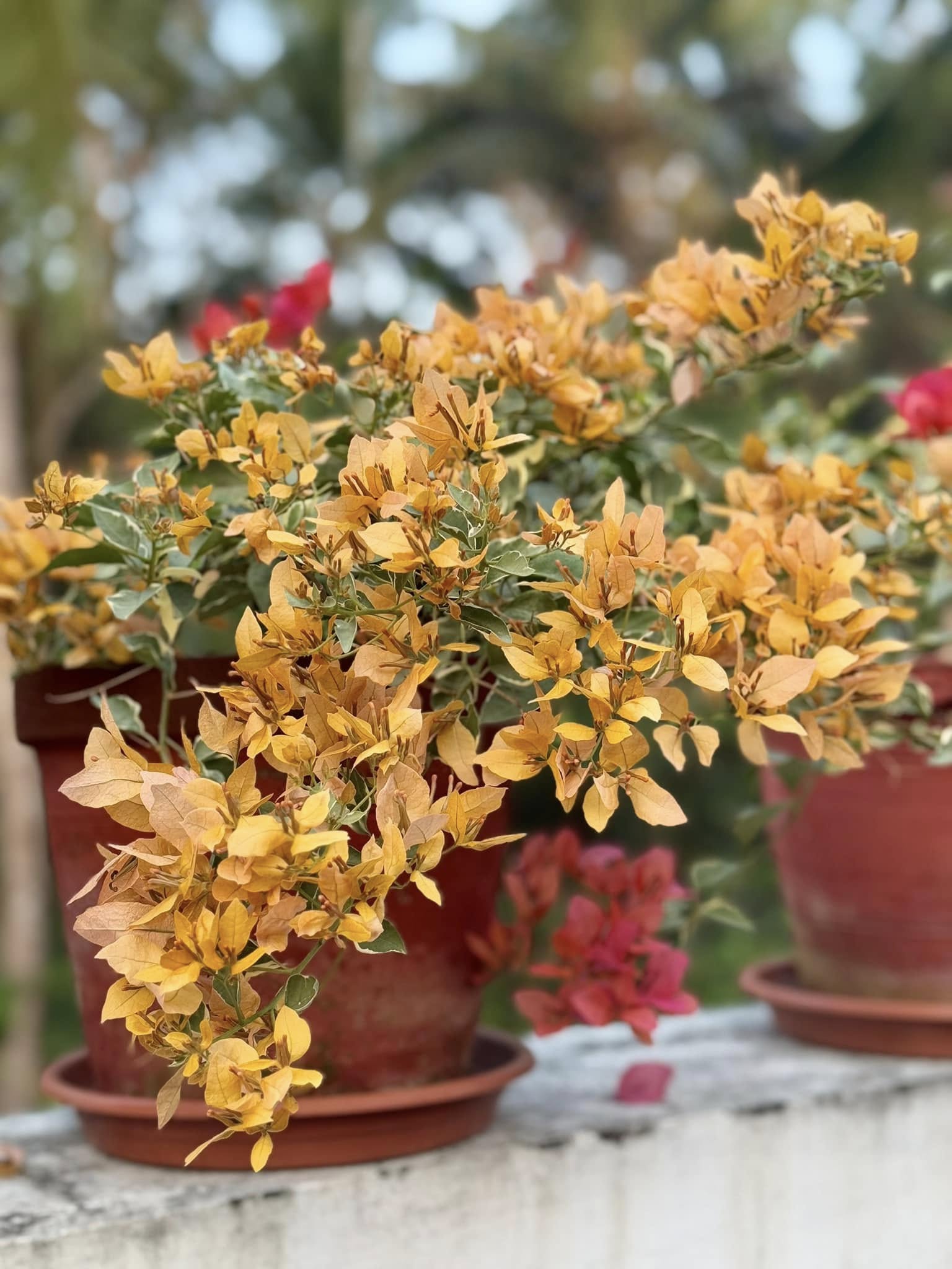 Buterfly Yellow Bougainvillea flower plant