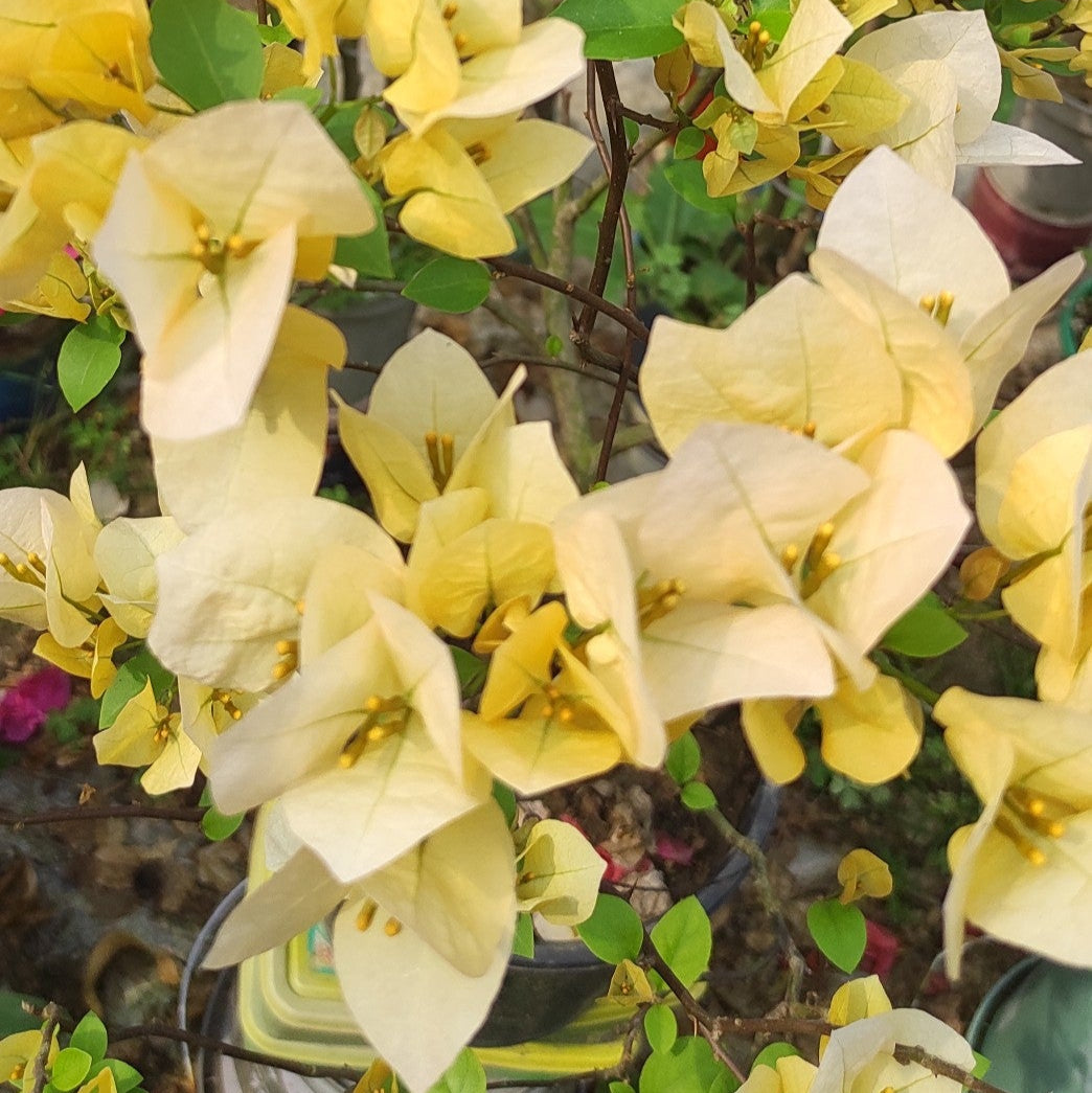Suvarna Bougainvillea flower plant