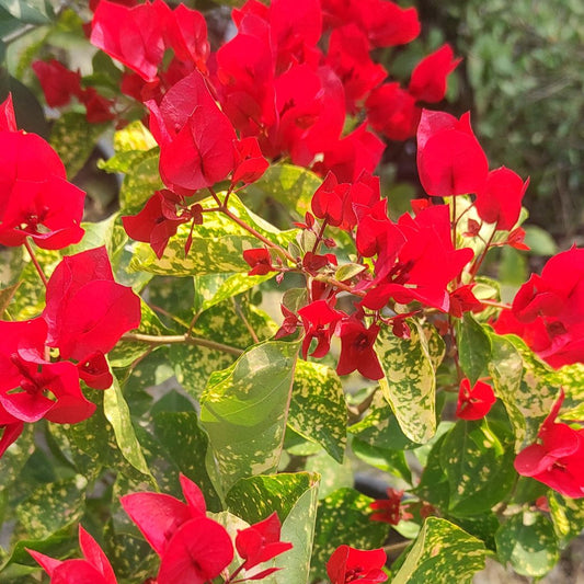 Red Diamond Bougainvillea flower plant