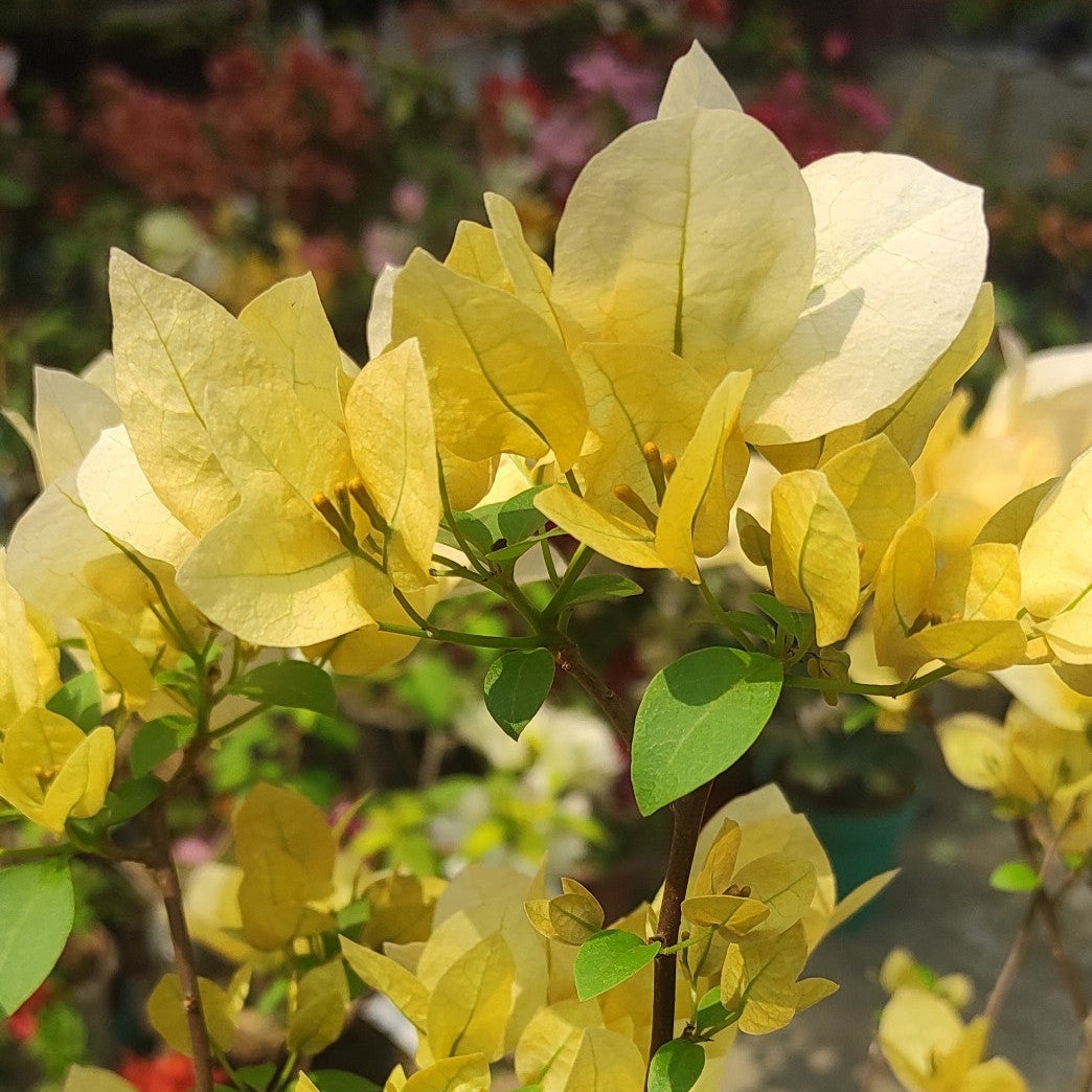 Suvarna Bougainvillea flower plant