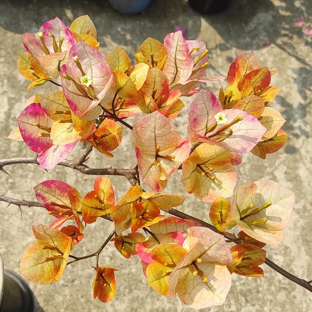 7 Star Bougainvillea flower plant