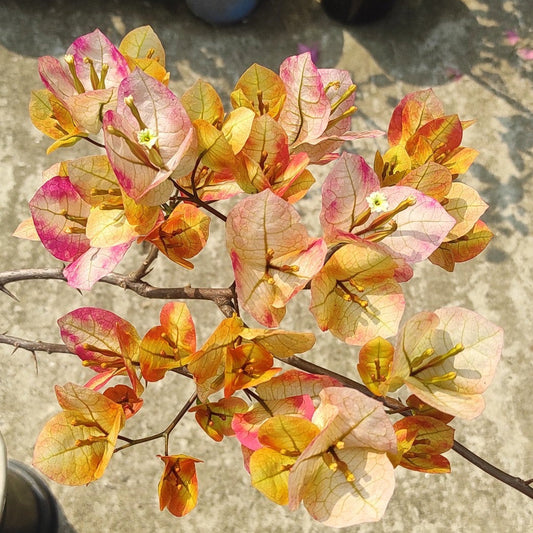 7 Star Bougainvillea flower plant