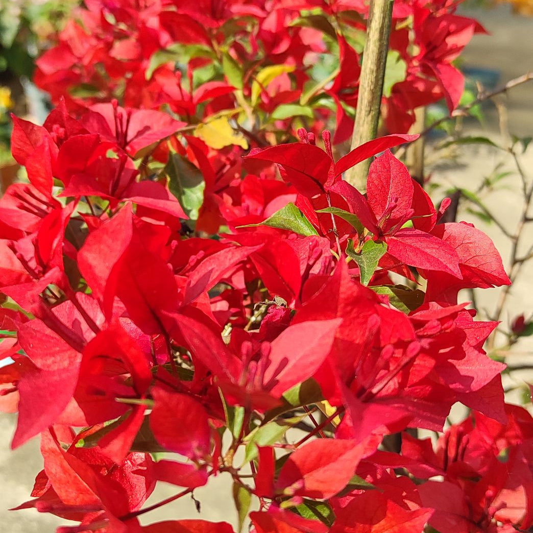Ruby Red Bougainvillea flower plant