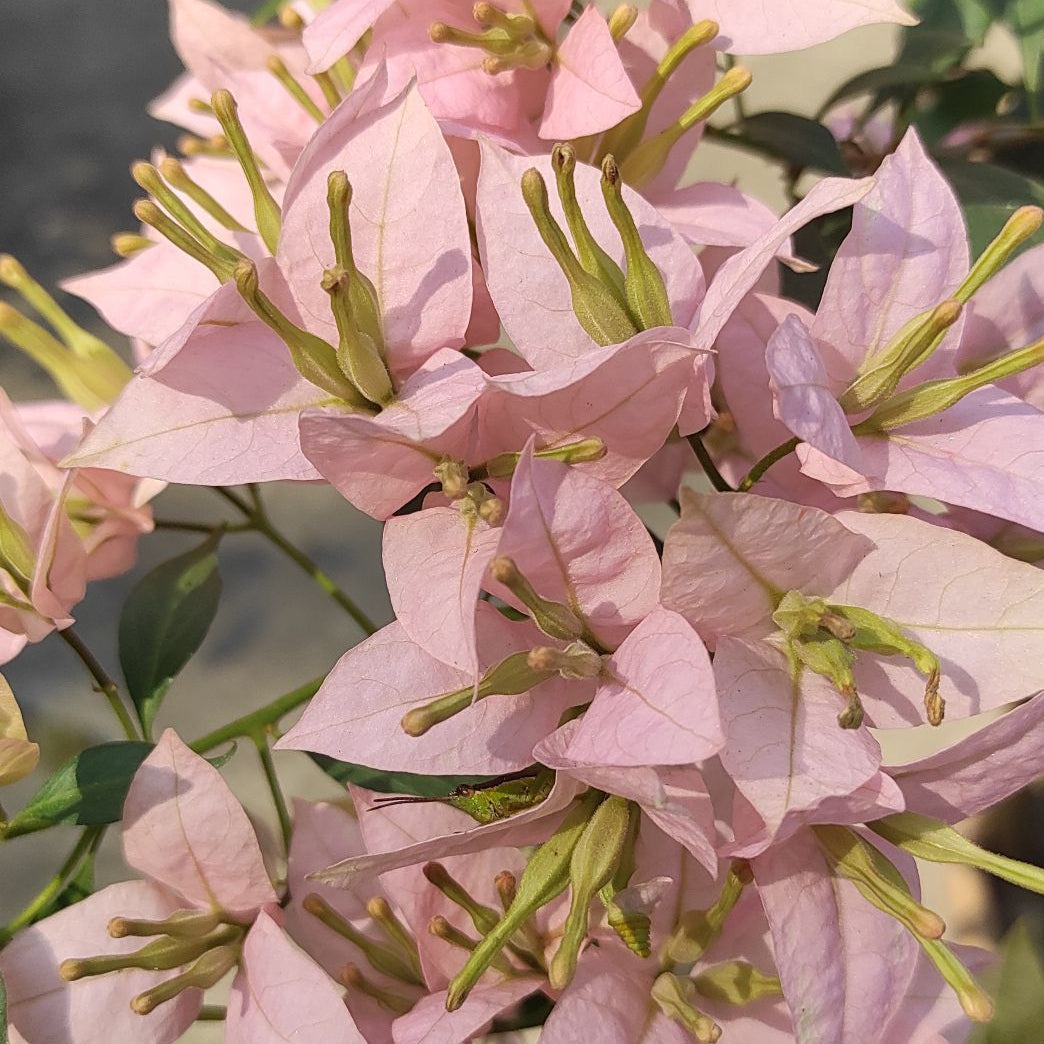 Balaka Bougainvillea flower plant
