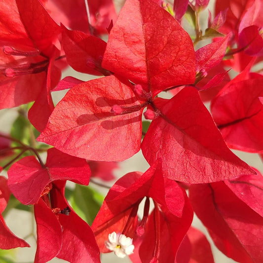 Ruby Red Bougainvillea flower plant