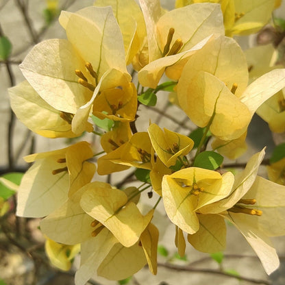 Suvarna Bougainvillea flower plant