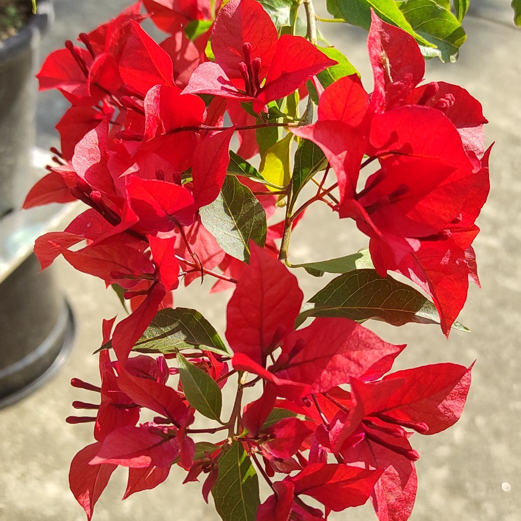 Ruby Red Bougainvillea flower plant