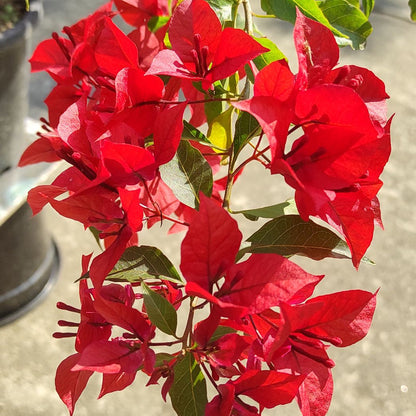 Ruby Red Bougainvillea flower plant