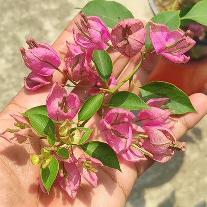 Tanglong Pink Bougainvillea flower plant