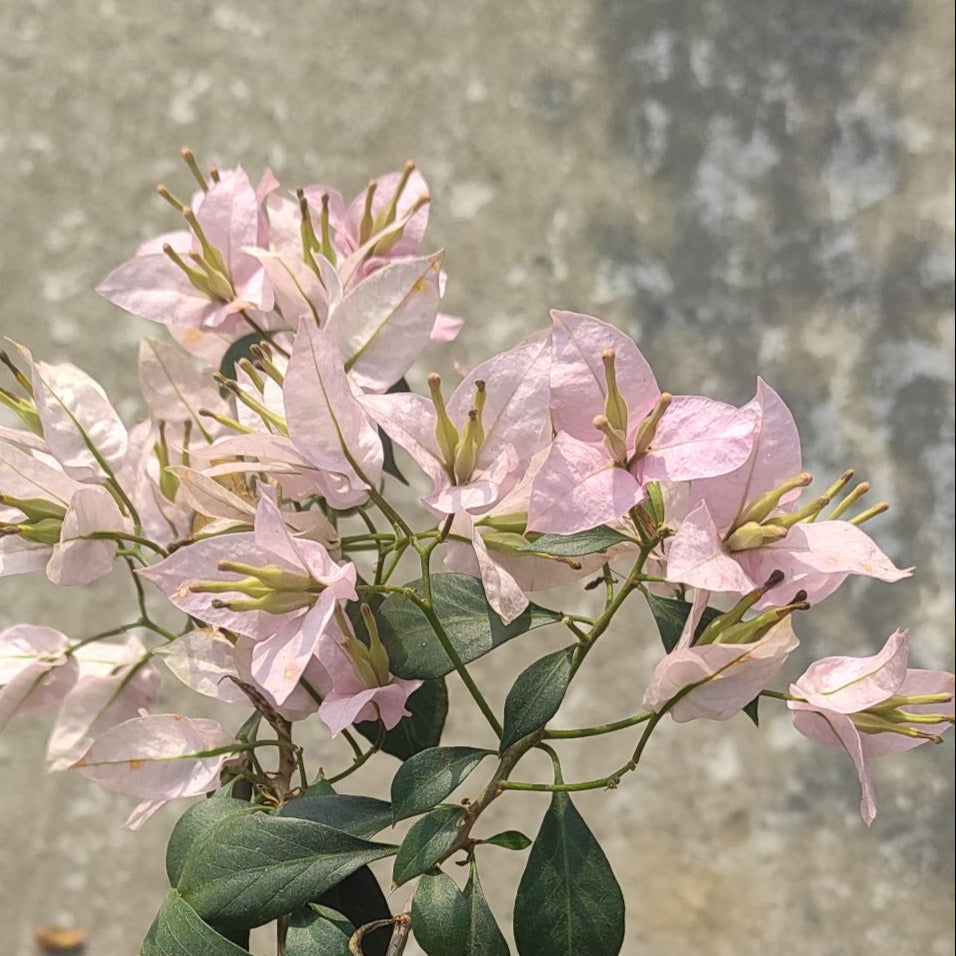 Balaka Bougainvillea flower plant
